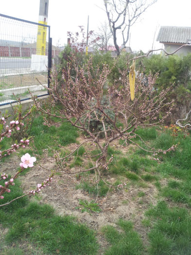 2013-04-03 17.03.21 - flori si trandafiri - 2013