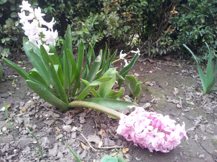 2013-04-03 16.32.56 - flori si trandafiri - 2013