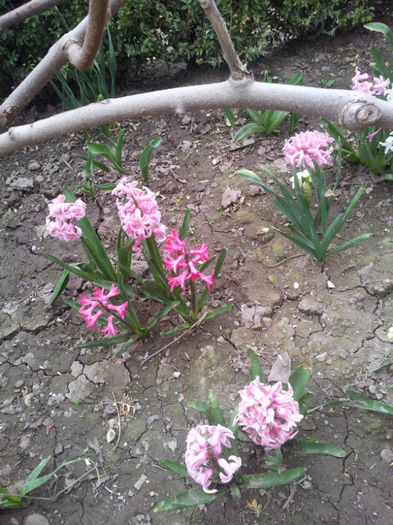 2013-04-03 16.33.11 - flori si trandafiri - 2013