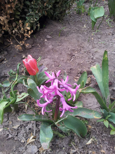 2013-04-03 16.33.26 - flori si trandafiri - 2013