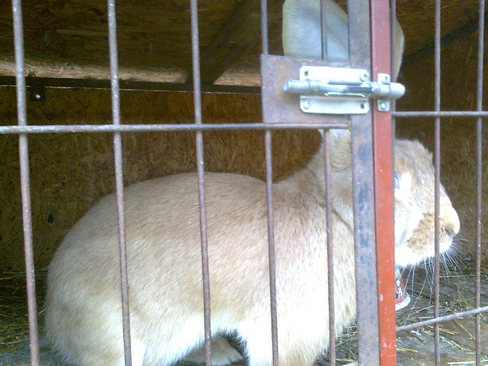 Fotografie0538 - iepuri de vanzare-VANDUTI