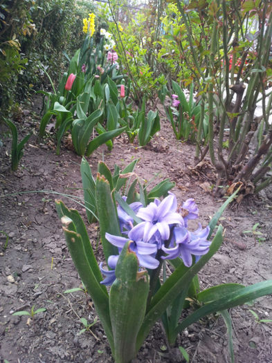 2013-04-03 16.34.41 - flori si trandafiri - 2013