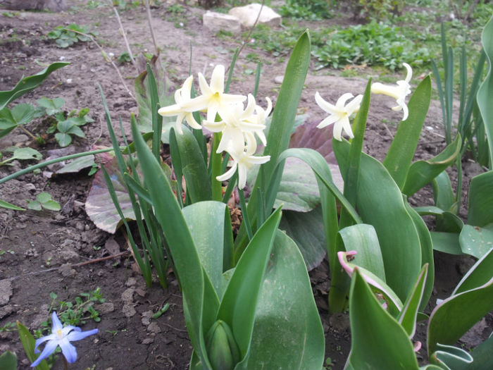 2013-04-03 16.39.06 - flori si trandafiri - 2013