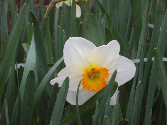 IMGP4029 - narcise
