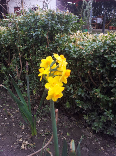 2013-04-03 16.35.24 - narcise