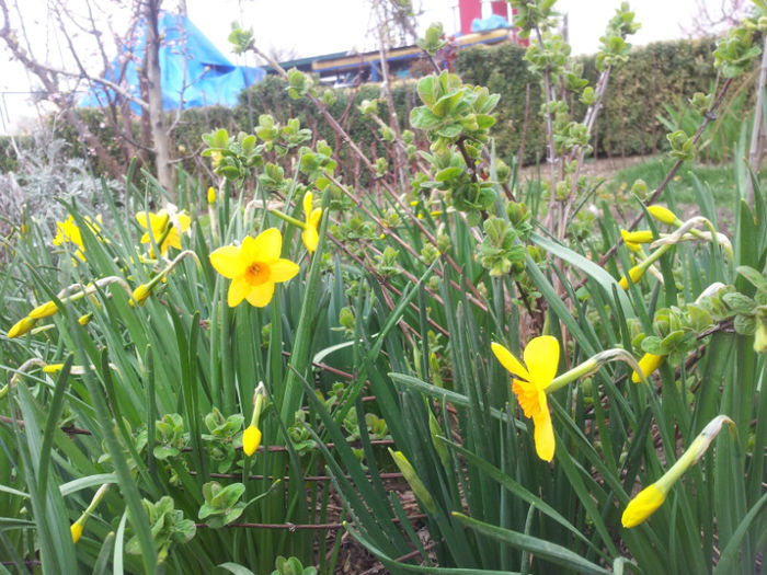 2013-04-03 16.36.03 - narcise