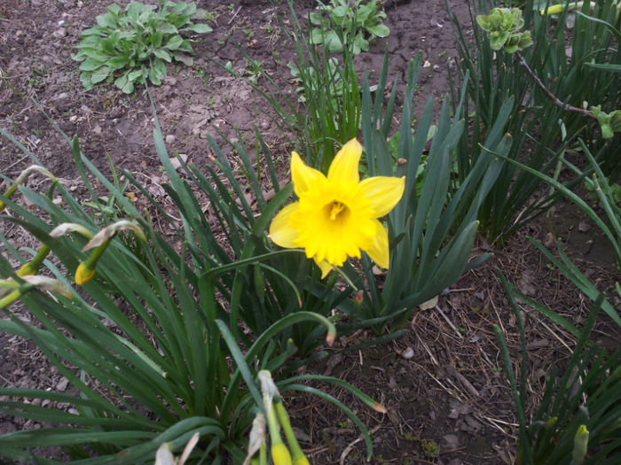 2013-04-03 16.36.19 - narcise