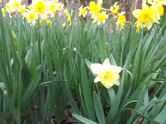 2013-04-03 16.37.44 - narcise