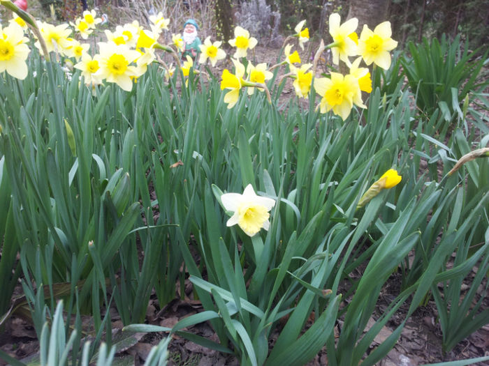 2013-04-03 16.37.56 - narcise