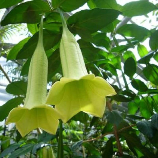 ~Cubanola Domingensis