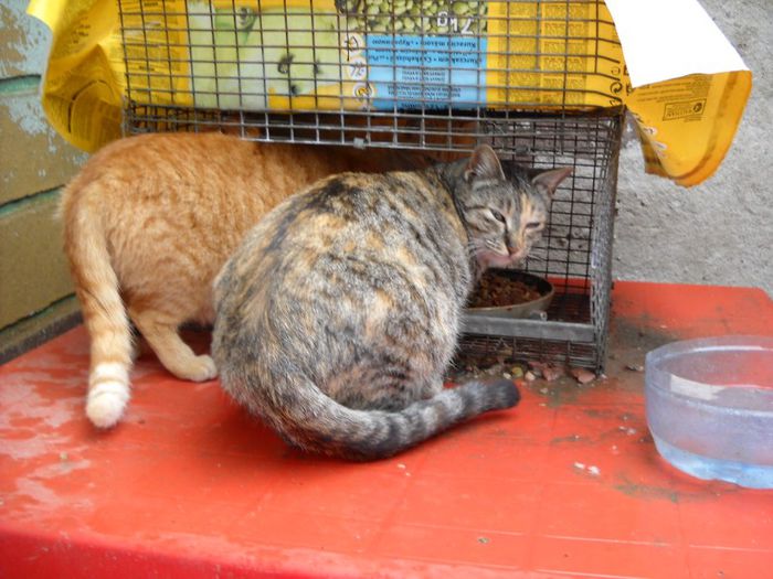 Zerbrina si Galbenus