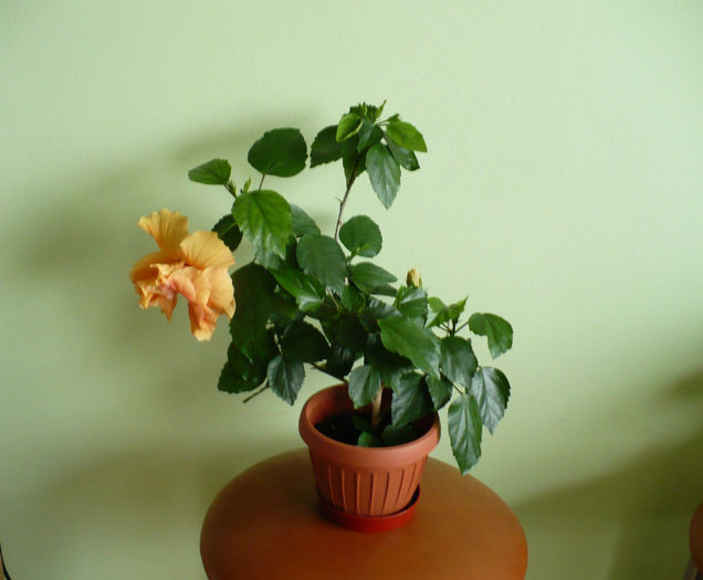 3 aprilie - hibiscusi 2013