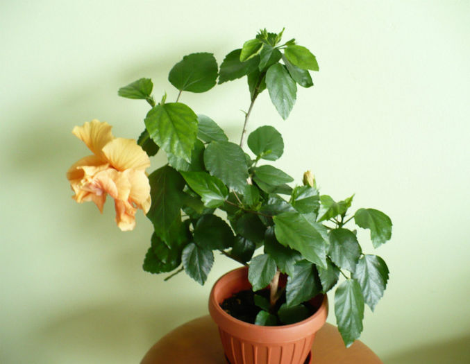P1420537 - hibiscusi 2013