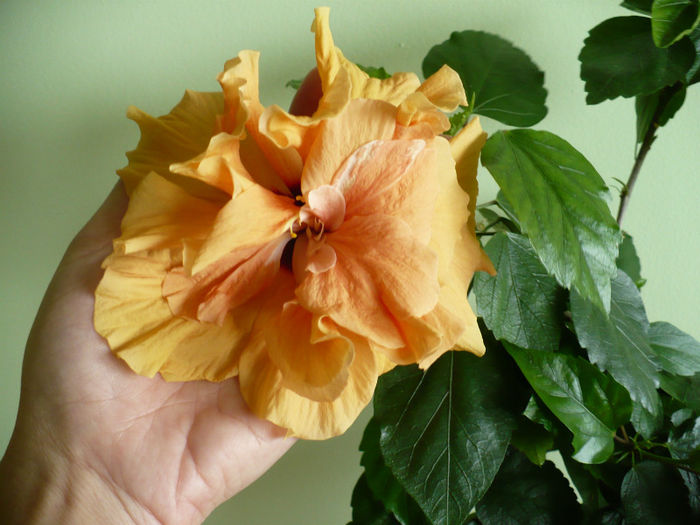 P1420542 - hibiscusi 2013