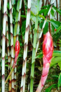 Costus stenophyllus