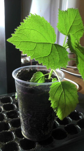 2013-04-03 21.13.54 - Paulownia 2013