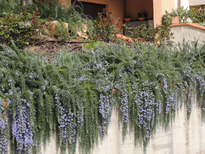 DSCN3151 - NATURA DIN NOU LA VIATA