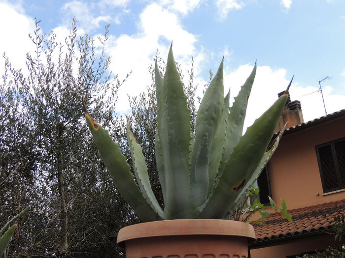 DSCN3154 - NATURA DIN NOU LA VIATA