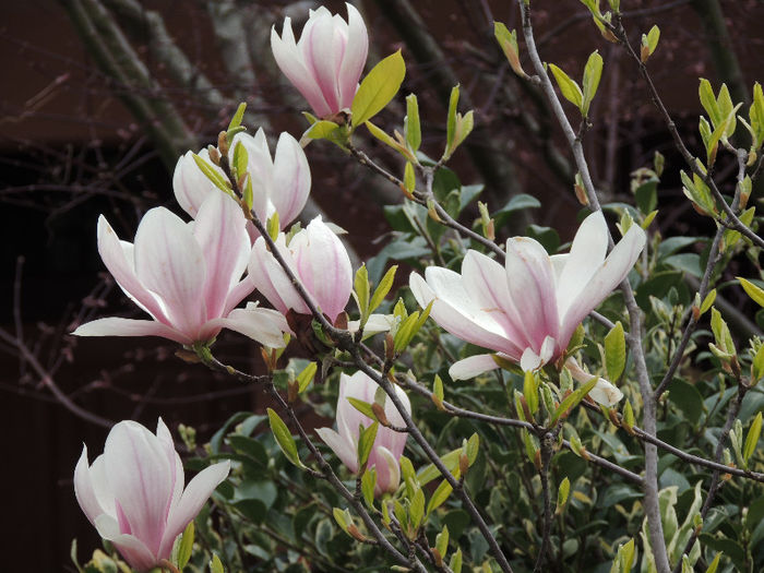 DSCN3156 - NATURA DIN NOU LA VIATA