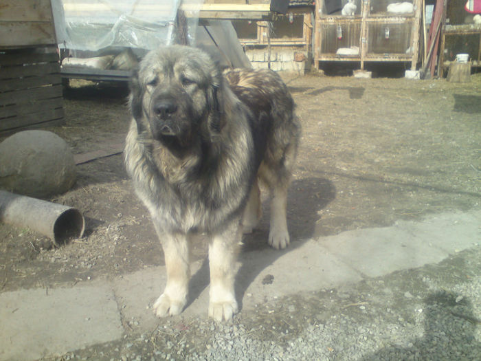 BRUNO