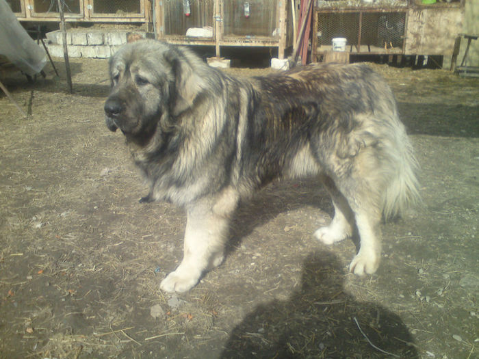 BRUNO