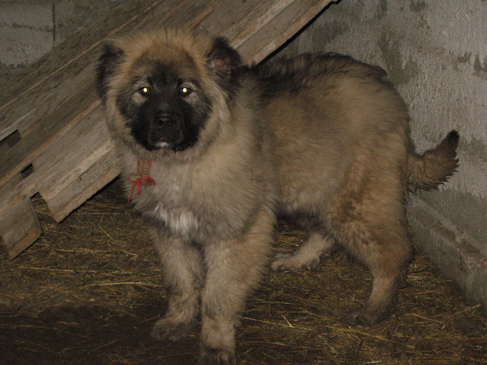 mascul caucazian