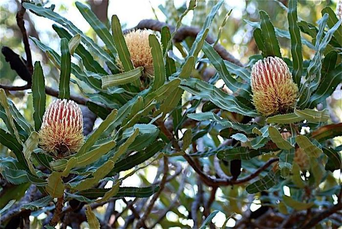 Banksia - Plante din  C A M P I E