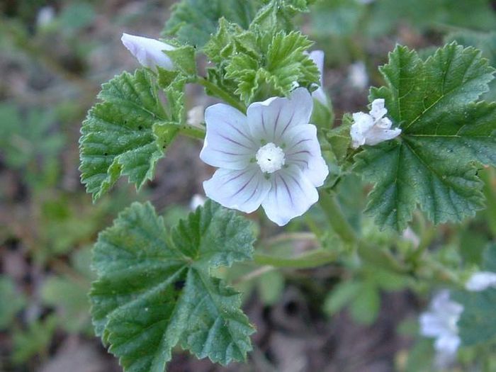 Caşul popii - Plante din  C A M P I E