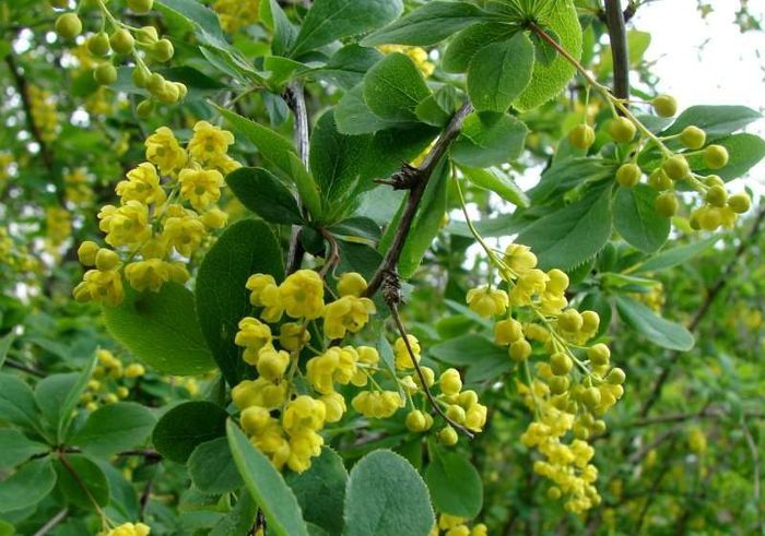 Dracilă (lemn galben) - Plante din  C A M P I E