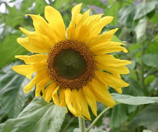 Floarea soarelui - Plante din  C A M P I E