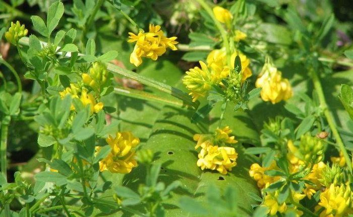 Lucernă galbenă (culbeceasă)