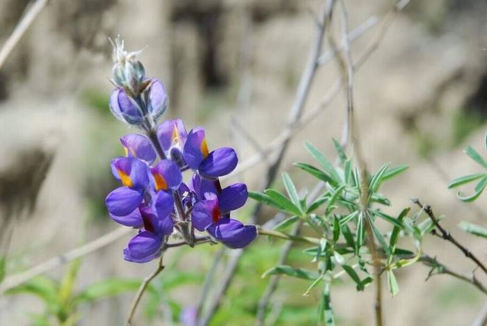 Lupin (cafeluţe)