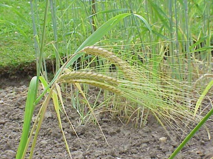 Orzoaică