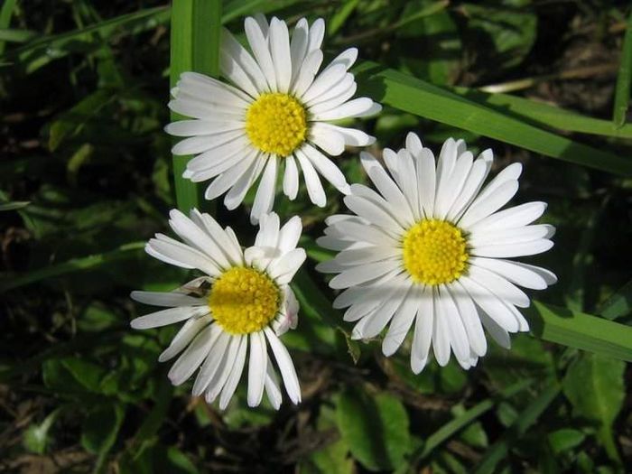 Părăluţe (bănuţei)