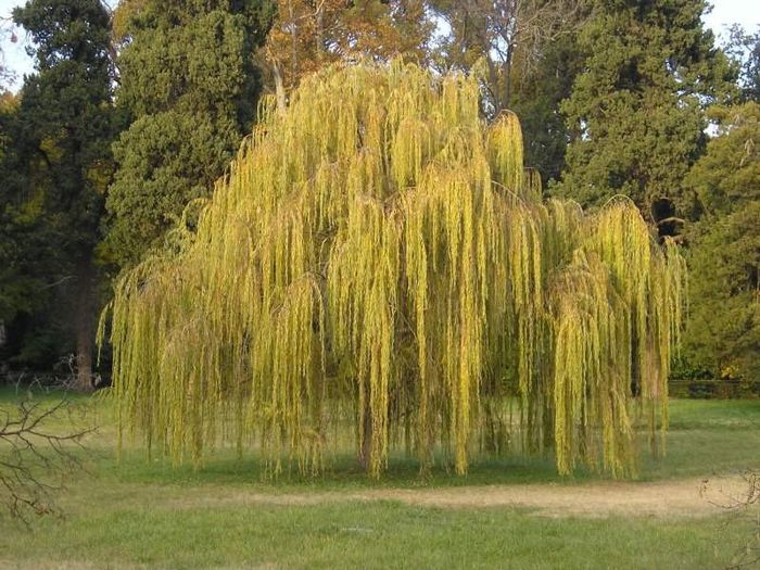 Salcie pletoasă - Plante din  C A M P I E