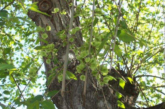 Ulm de câmp - Plante din  C A M P I E