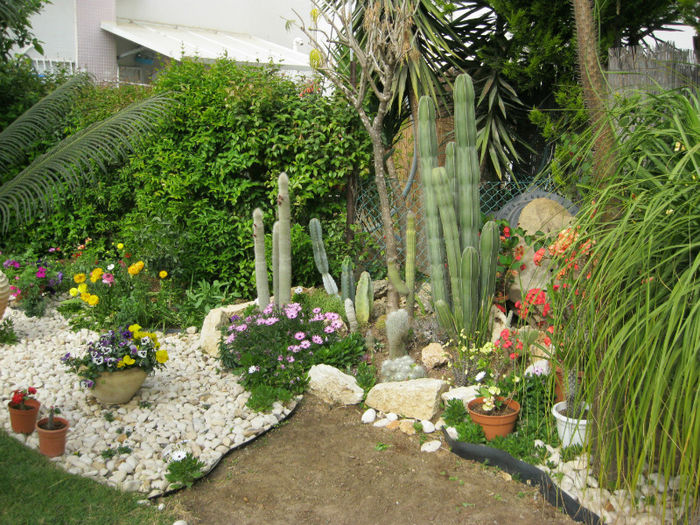 coltul de cactusi