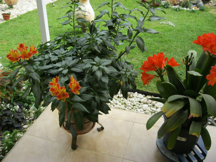 IMG_0817 - gradina-aprilie 2013