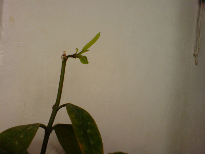 Multiflora spotted leaf - Hoya