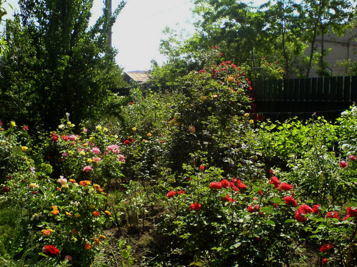 DSC00969