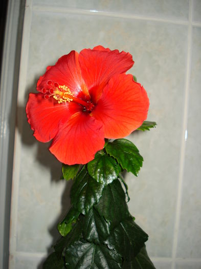 04.04.2013 - HIBISCUS 2013