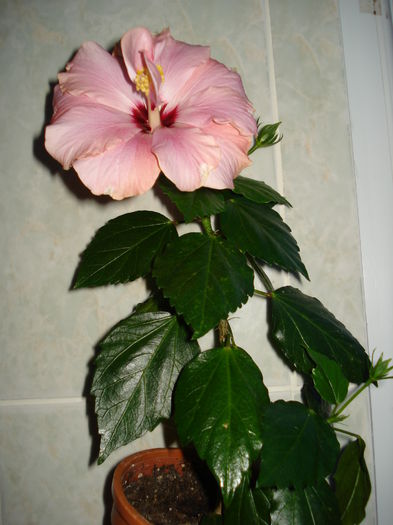 04.04.2013 - HIBISCUS 2013