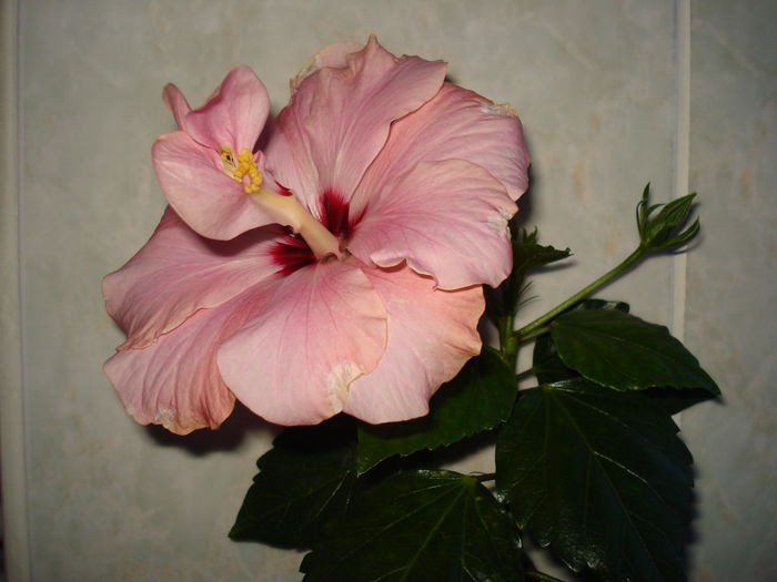 04.04.2013 - HIBISCUS 2013