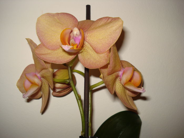 04.04.2013 - FLORI 2013