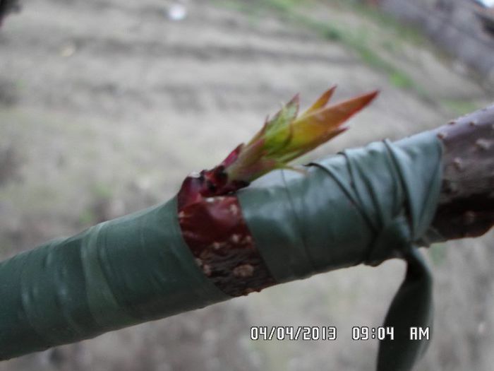 SAM_0008 - altoire 2013