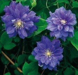 beauty_of_worcester - achizitii clematis 2013