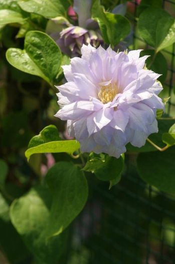 belle of woking - achizitii clematis 2013