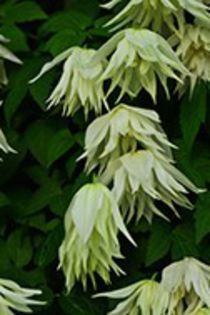 new-clematis_lemon_dream; gr 3
