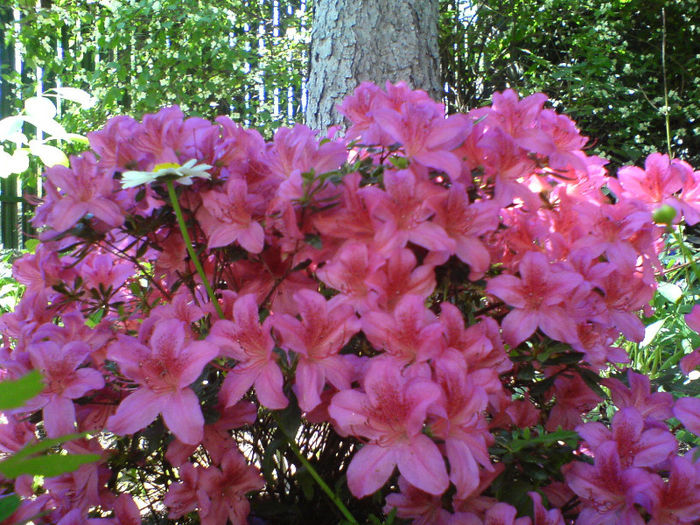 DSC00840 - Azalee si rhododendroni