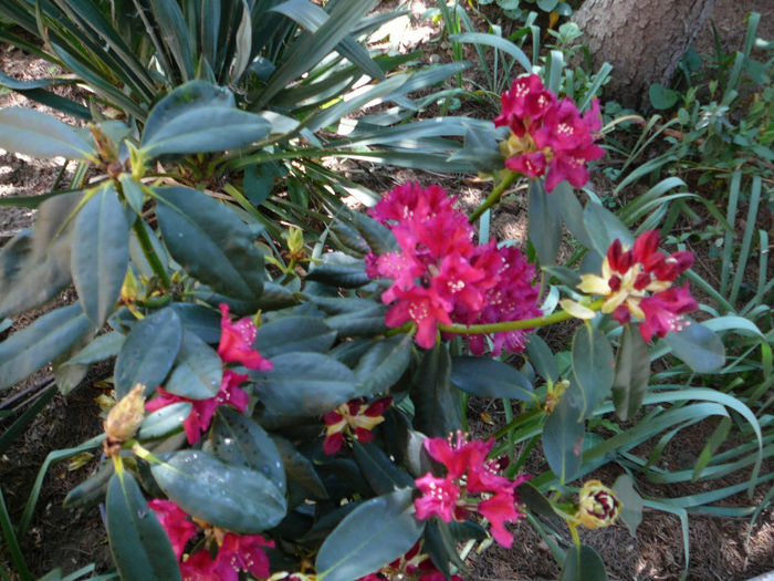 P1140772 - Azalee si rhododendroni